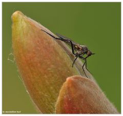 Frühling 2015 - Raubfliege