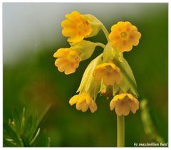 Frühling 2015 - Schlüsselblume