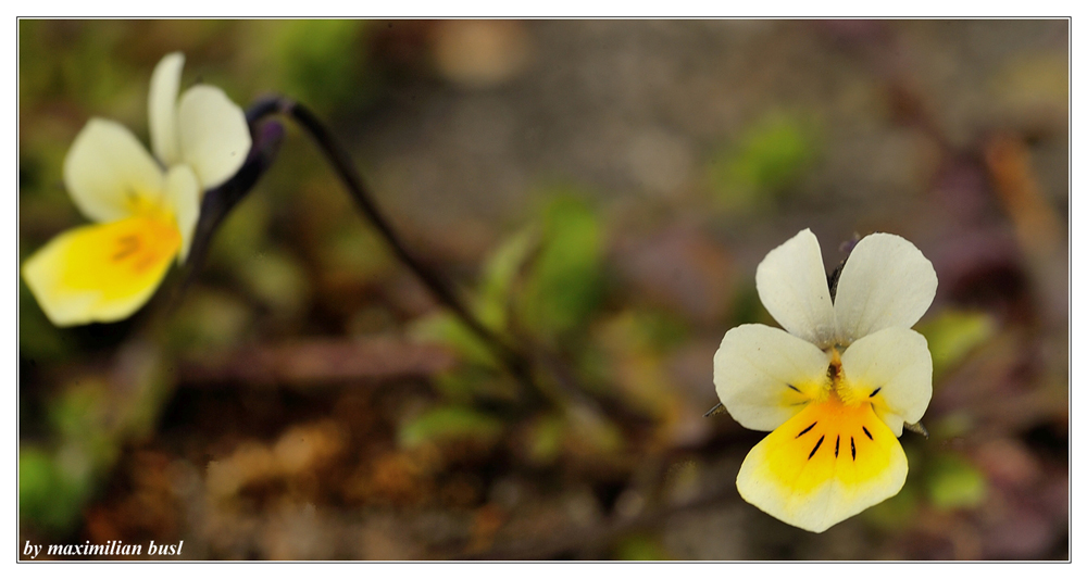 Frühling 2015 -Stiefmütterchen