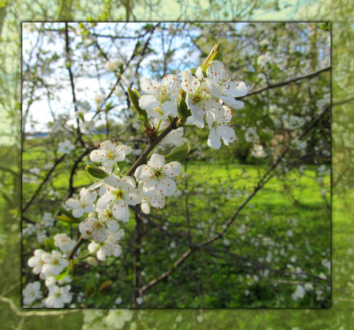 Frühling 2016 ...