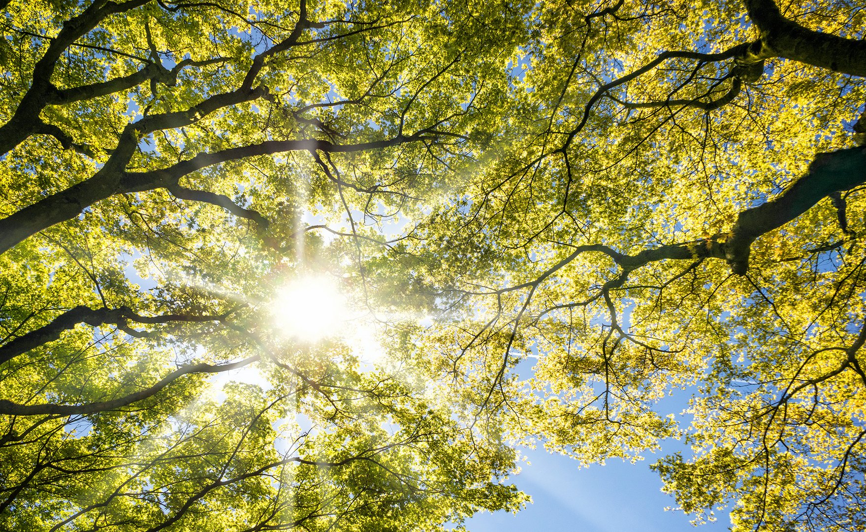 Frühling 2016 im Japanischen Garten Düsseldorf