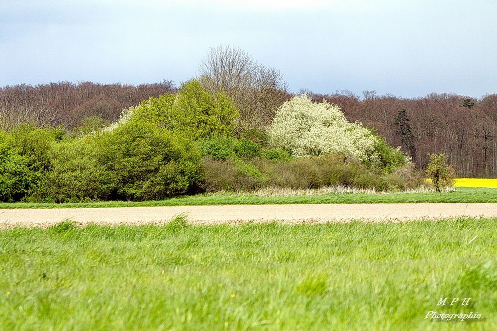 Frühling 2017 (2)