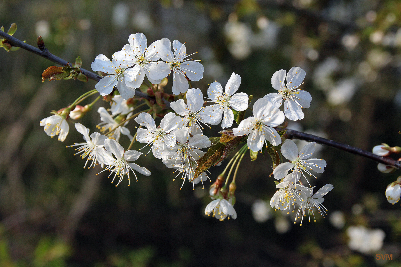 Frühling 2017