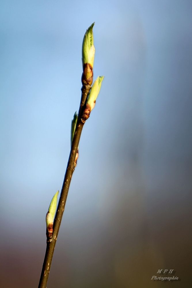 Frühling 2017 auch in Norderstedt angekommen ;-)