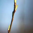 Frühling 2017 auch in Norderstedt angekommen ;-)