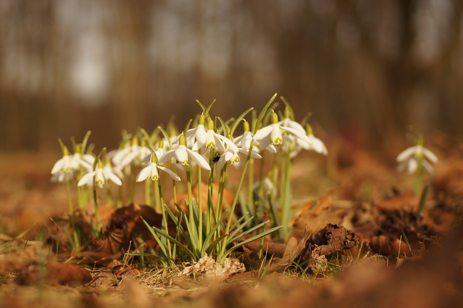 Frühling 2017_1