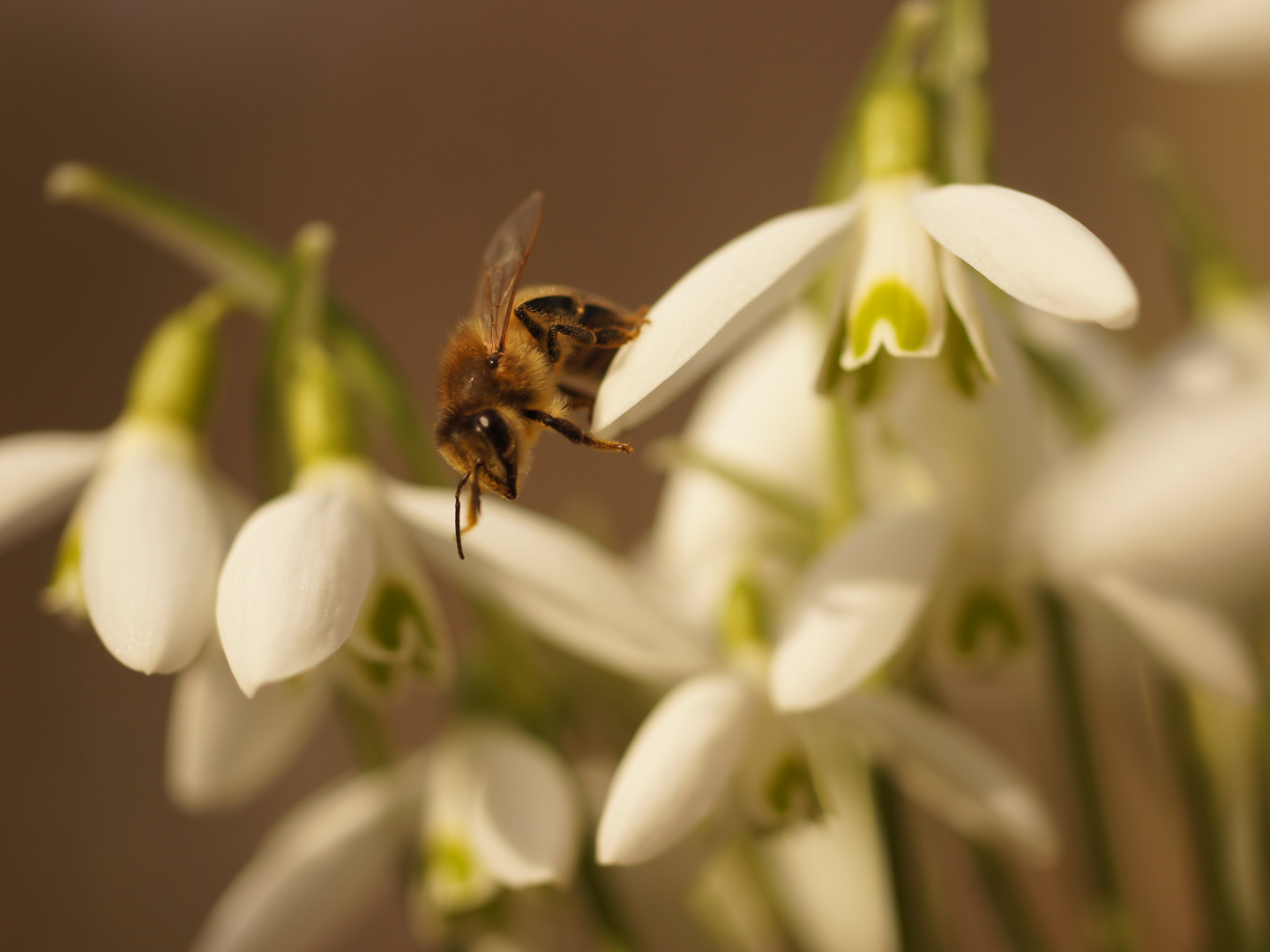 Frühling 2017_3