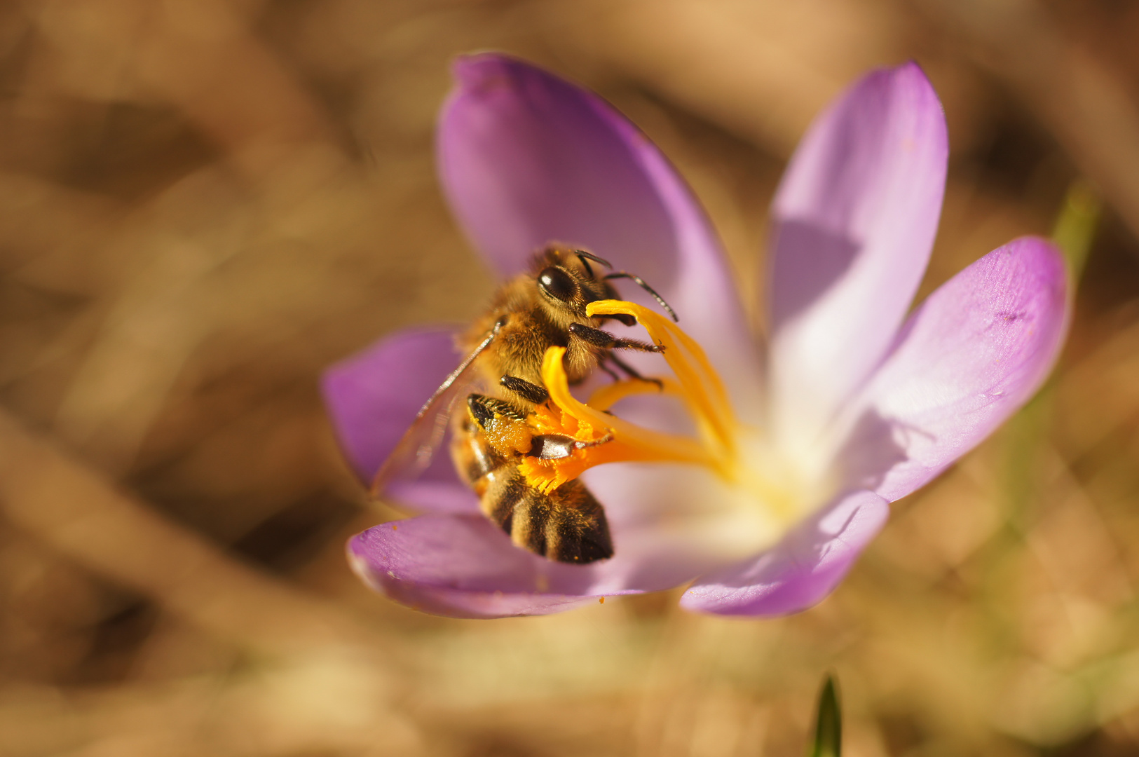 Frühling 2017_5