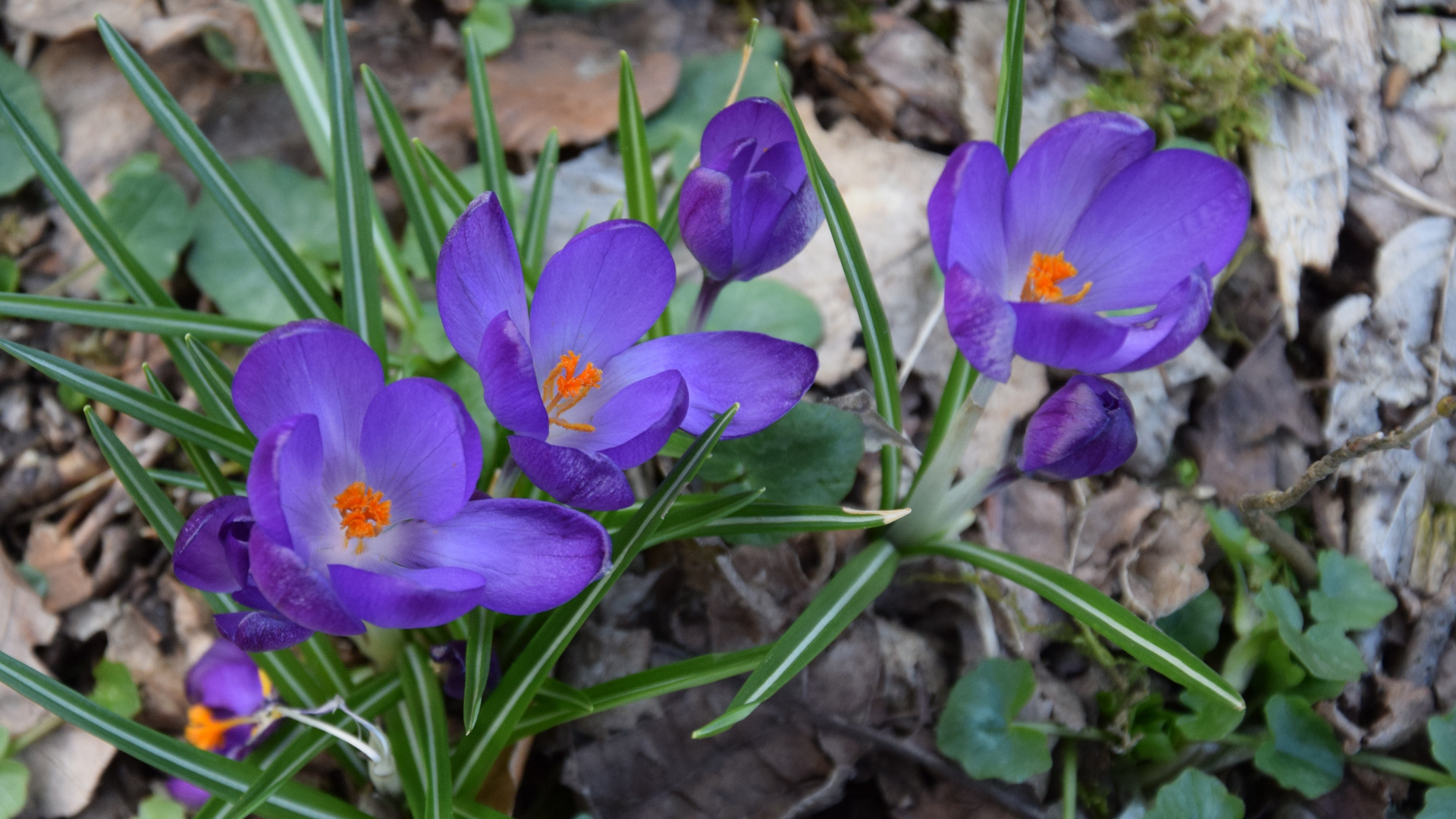 Frühling 2018