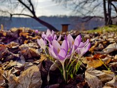 Frühling 2019