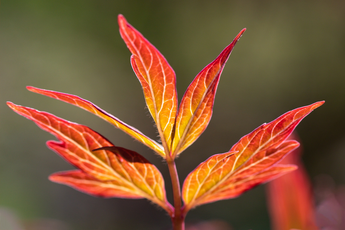 Frühling-2019