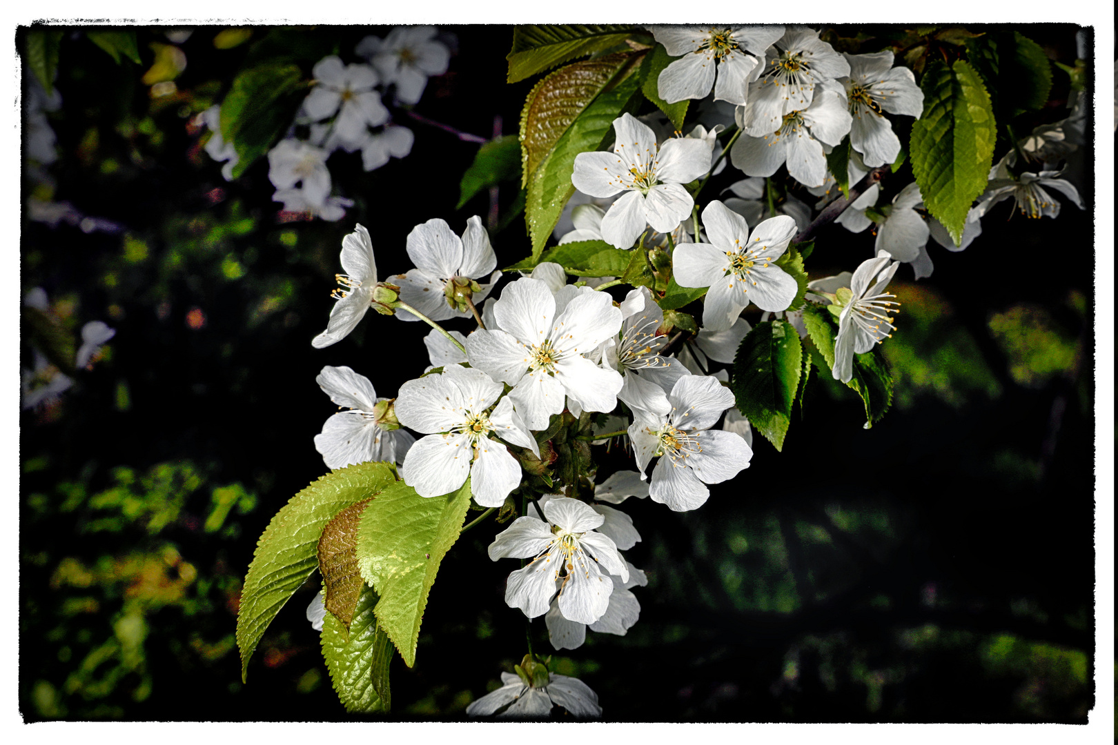 Frühling 2019