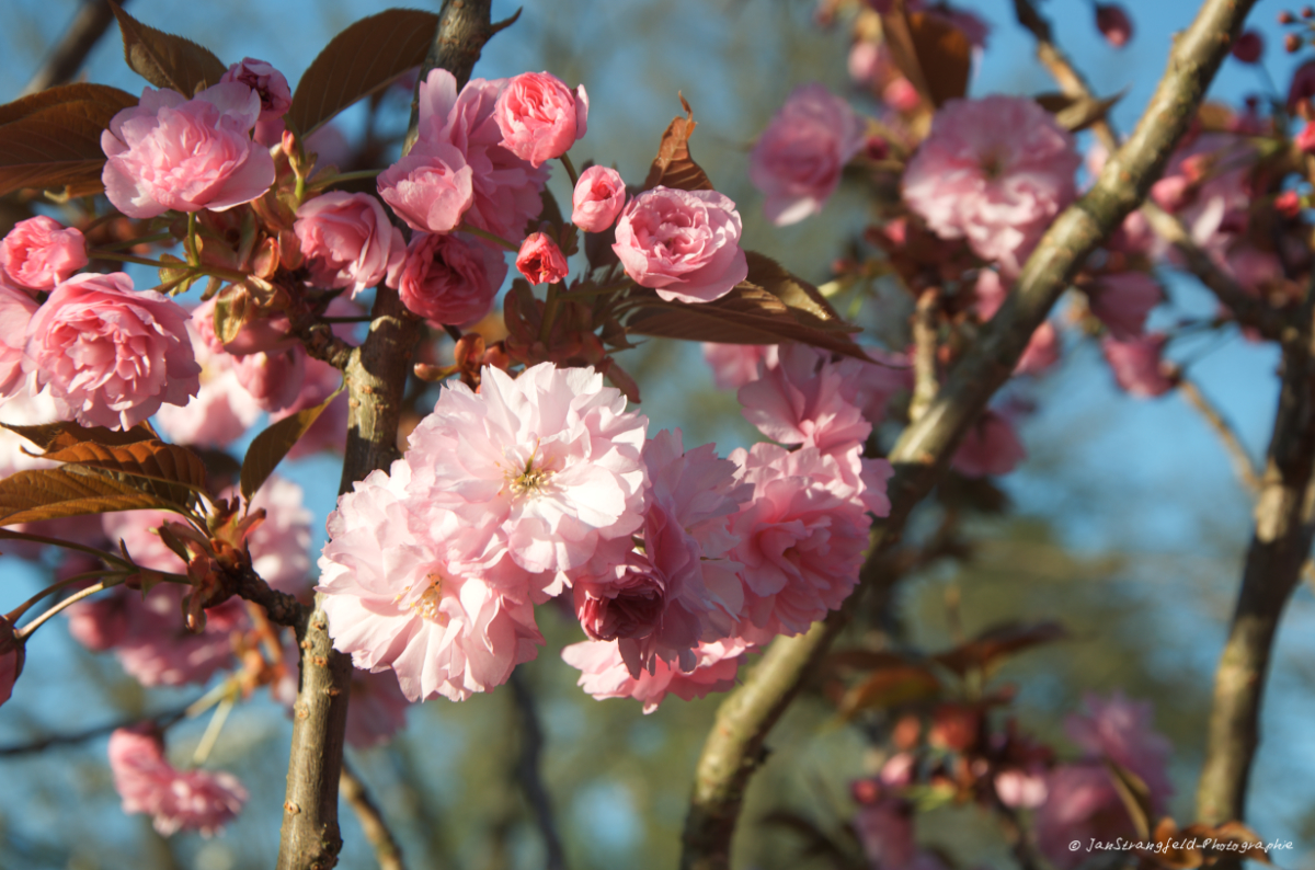 Fruehling 2019