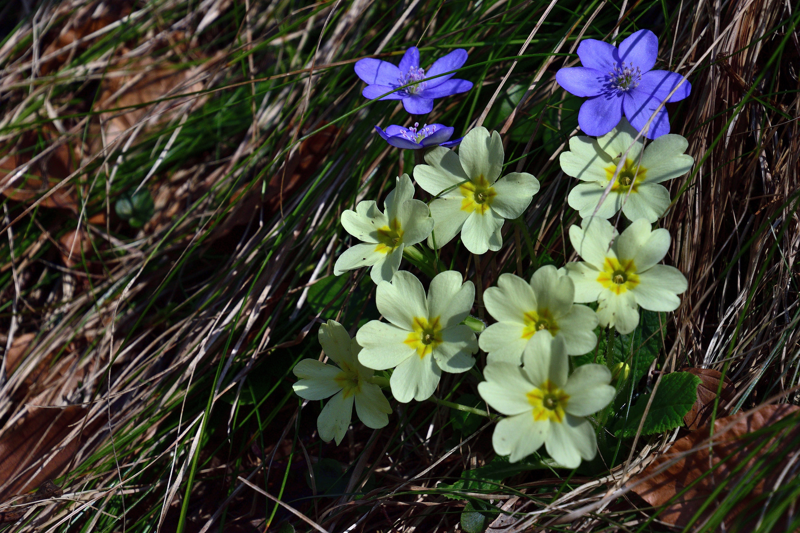 Frühling 2019