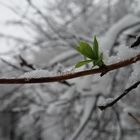 Frühling 2019 in Sicht .