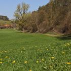 Frühling (2019_04_18_EOS 100D_4579_ji)