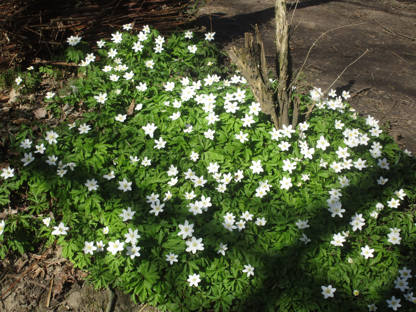 Frühling 2020