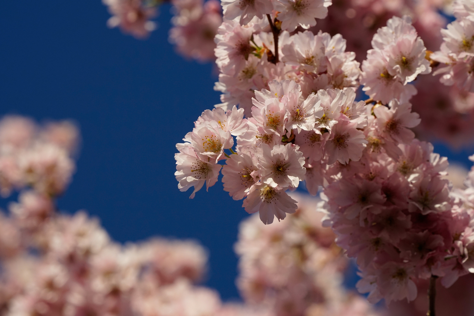 Frühling 2020