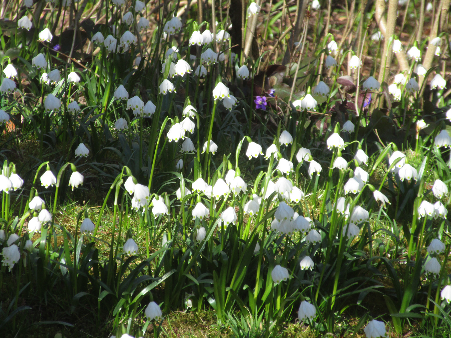 Frühling 2020