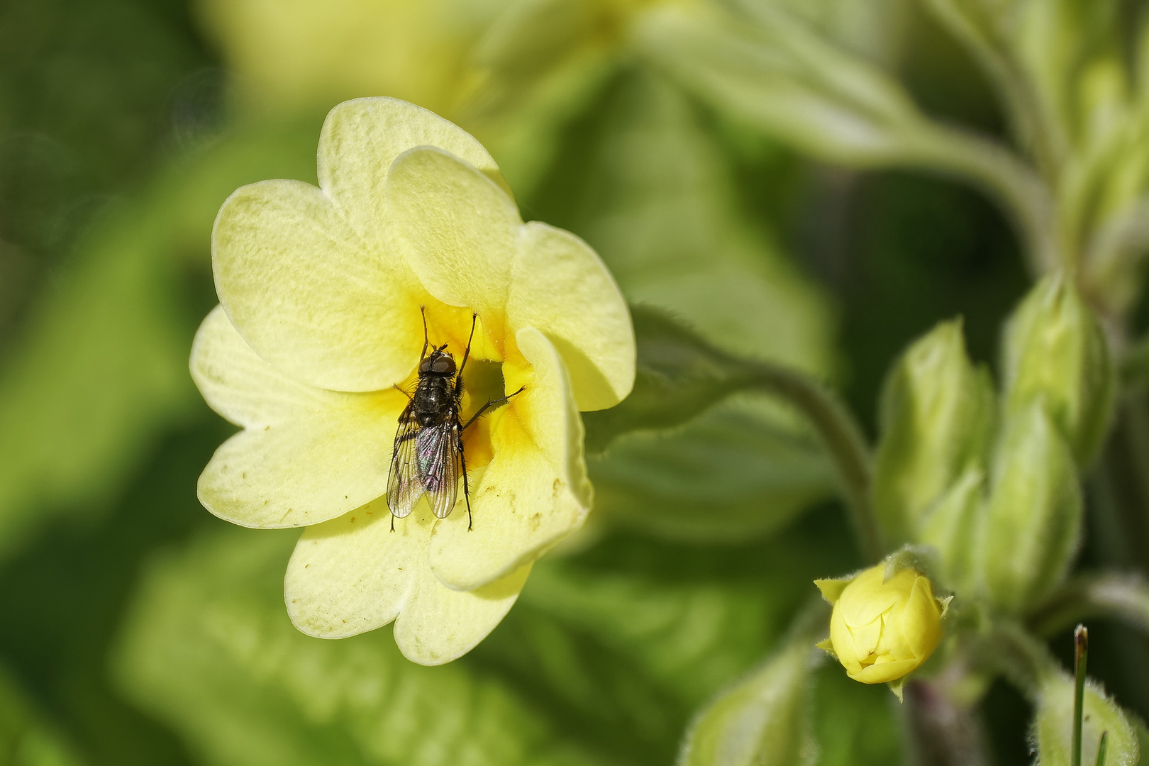 Frühling 2020