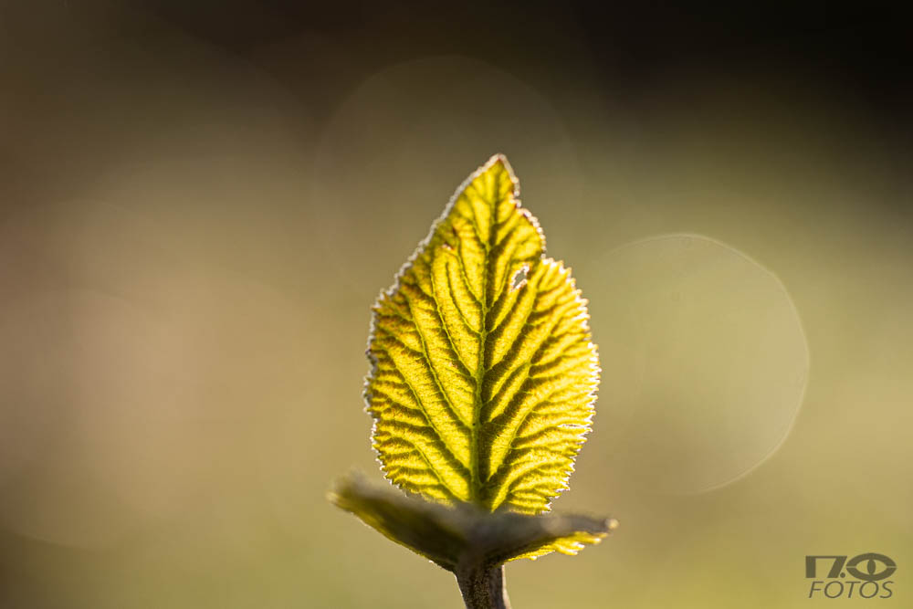 Frühling 2020