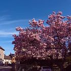 Frühling 2020 in Bedburg