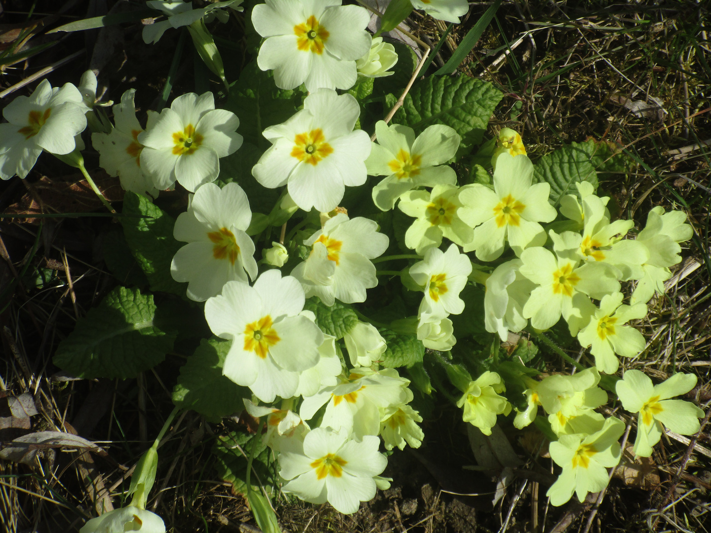 Frühling 2020/1