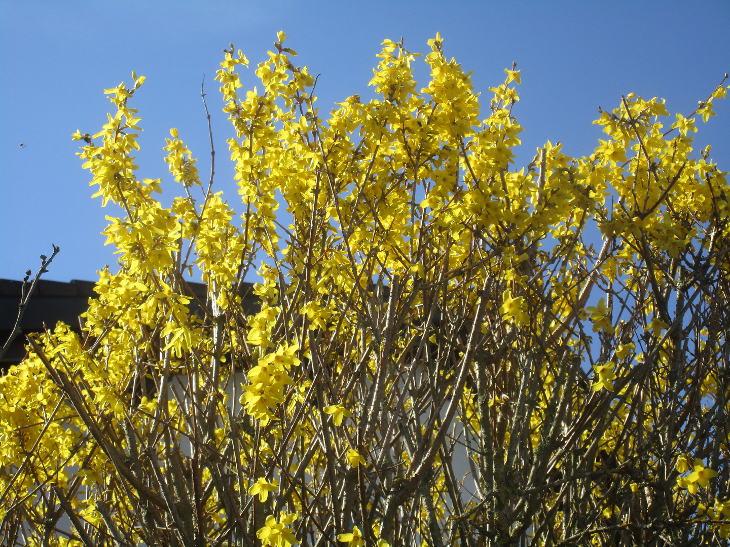 Frühling 2020/9