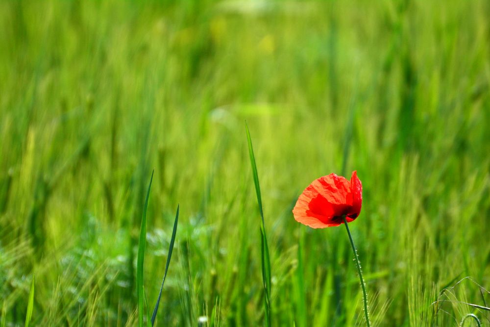 Frühling 2020D71 0071 