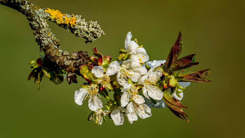 Frühling, 2021.04.01