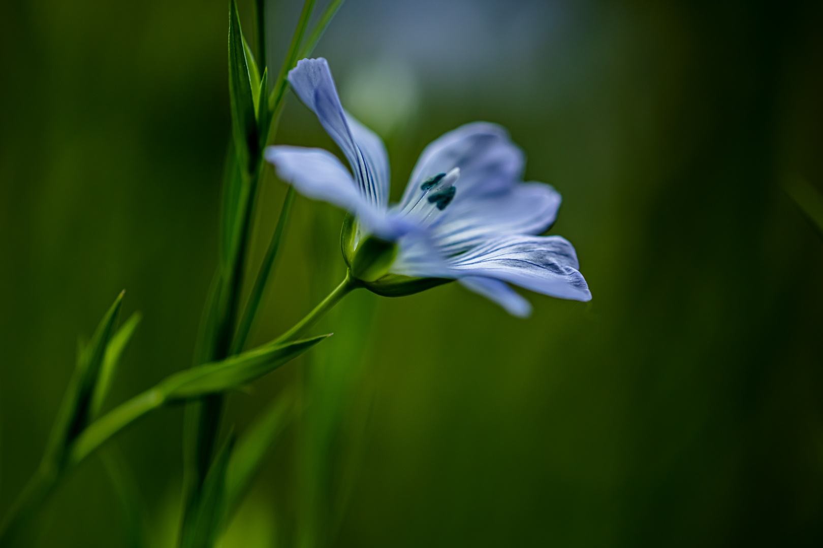 Frühling   2022              