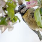 Frühling 2023 - Blaumeise an Apfel