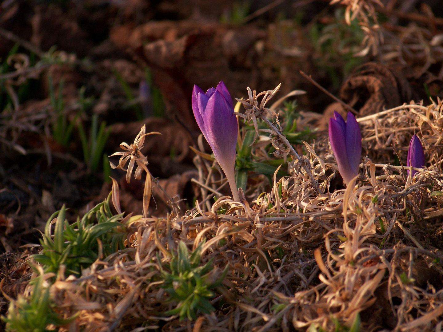 Frühling 2023, zweiter Versuch