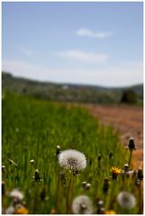 Frühling