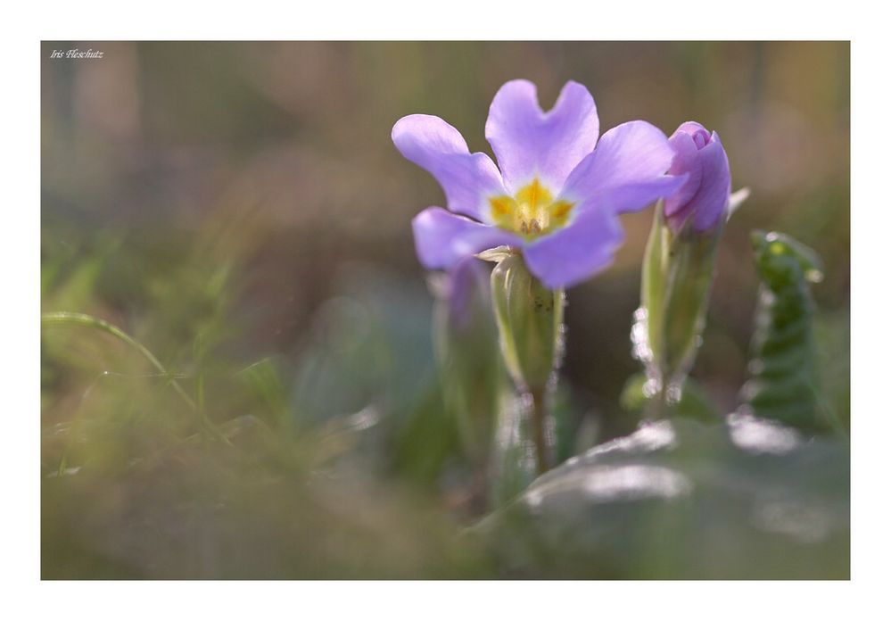 Frühling...