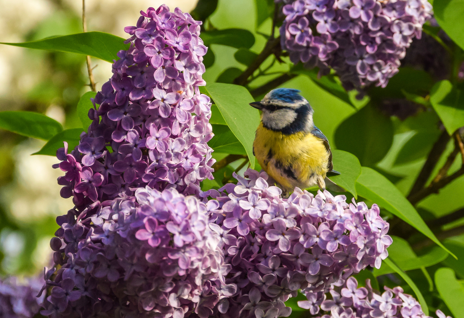 Frühling!