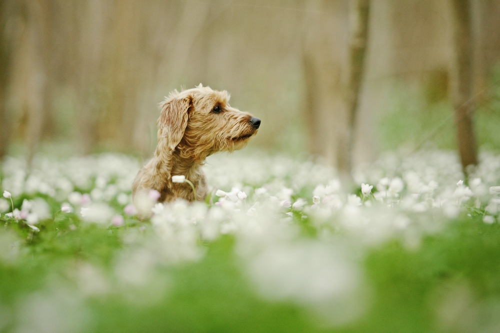 Frühling.....;-)