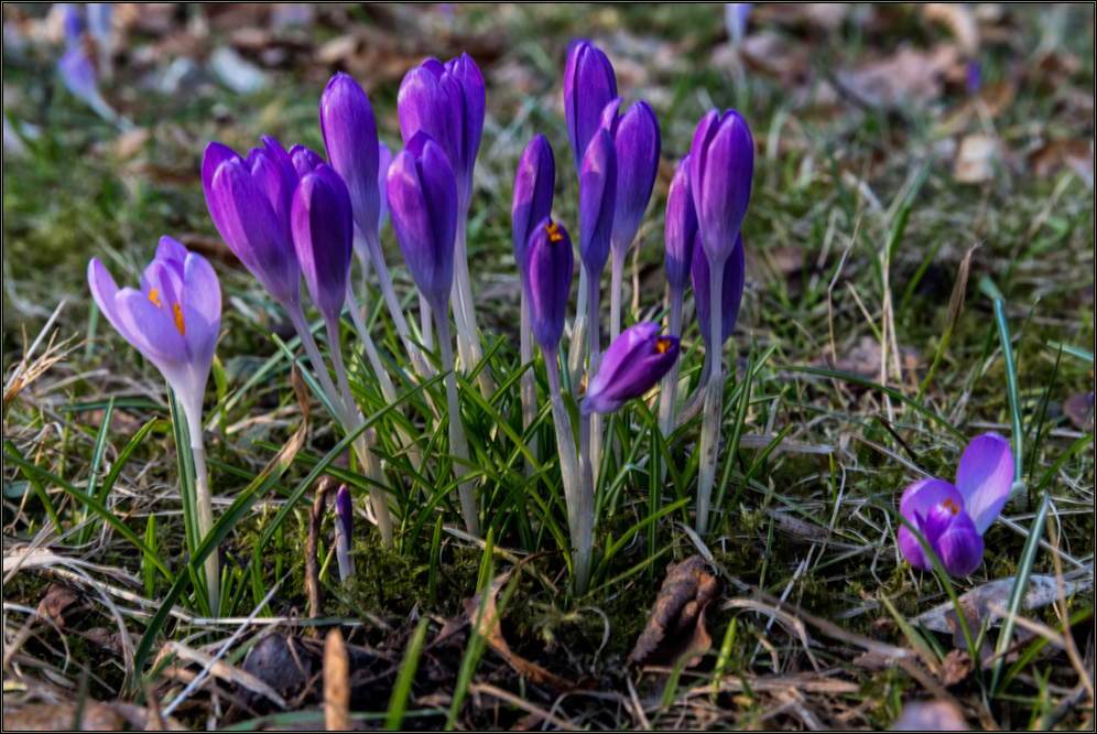 Frühling ....