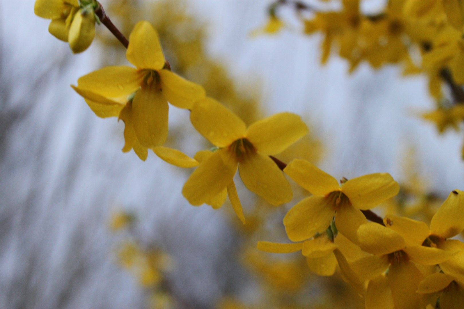 Frühling