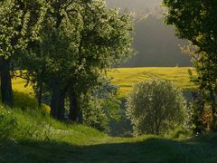 Frühling