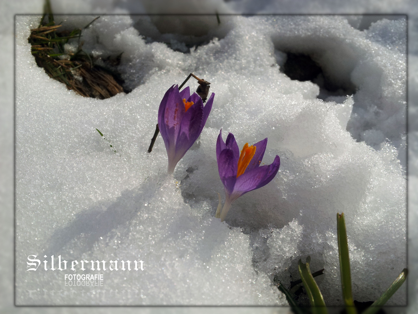 ??Frühling??