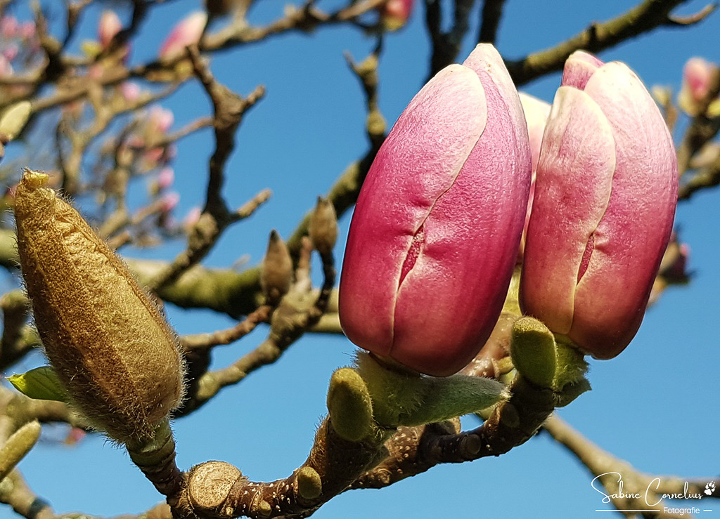 Frühling