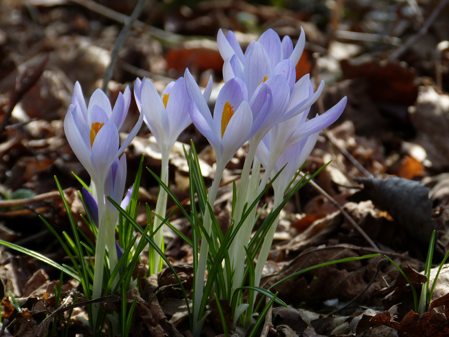 Frühling