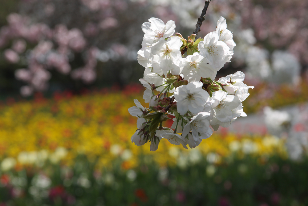 Frühling