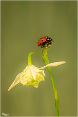 Frühling