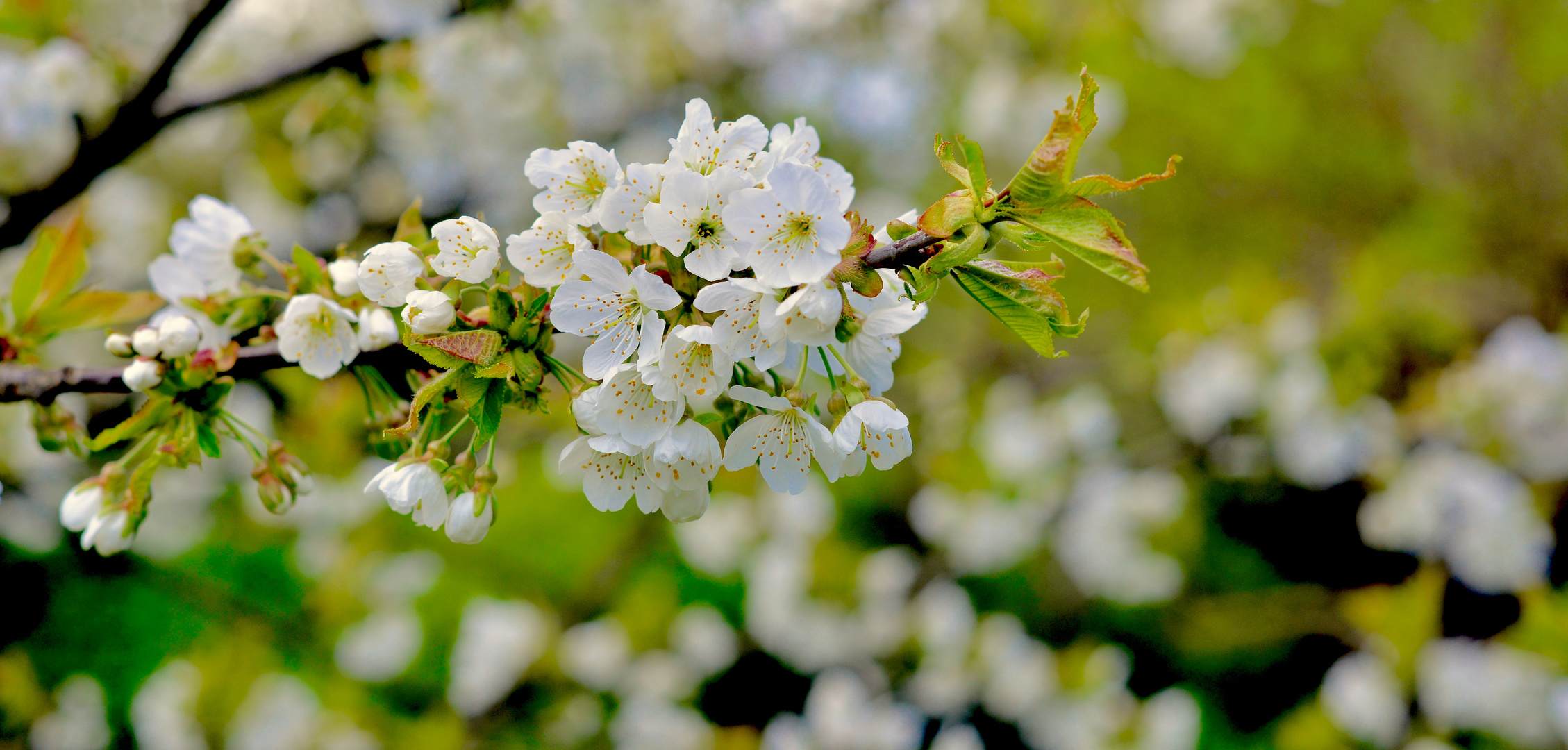 Frühling