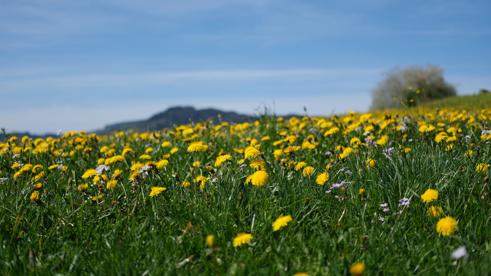 Frühling