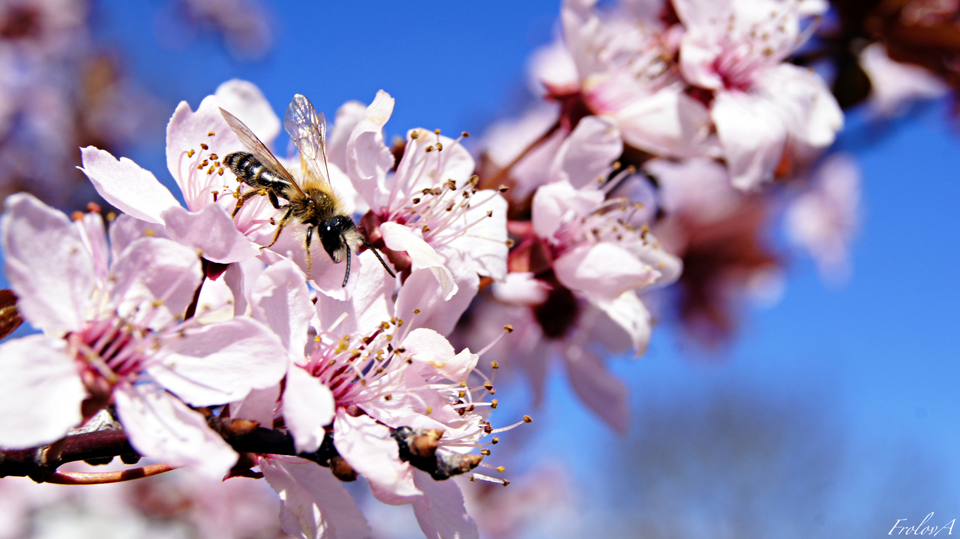 Frühling