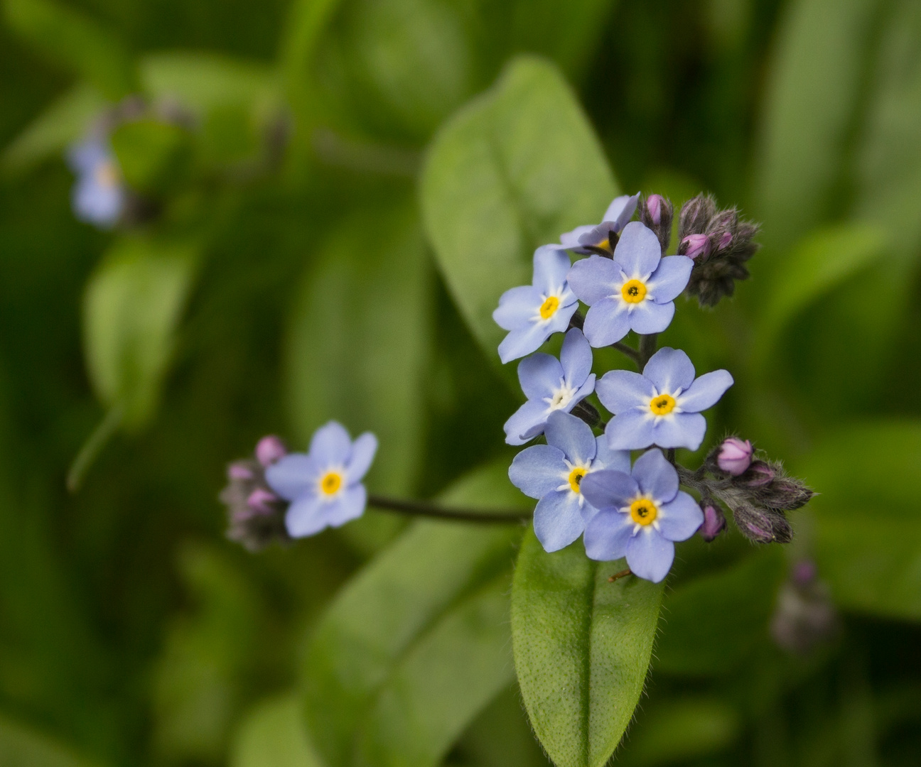 Frühling