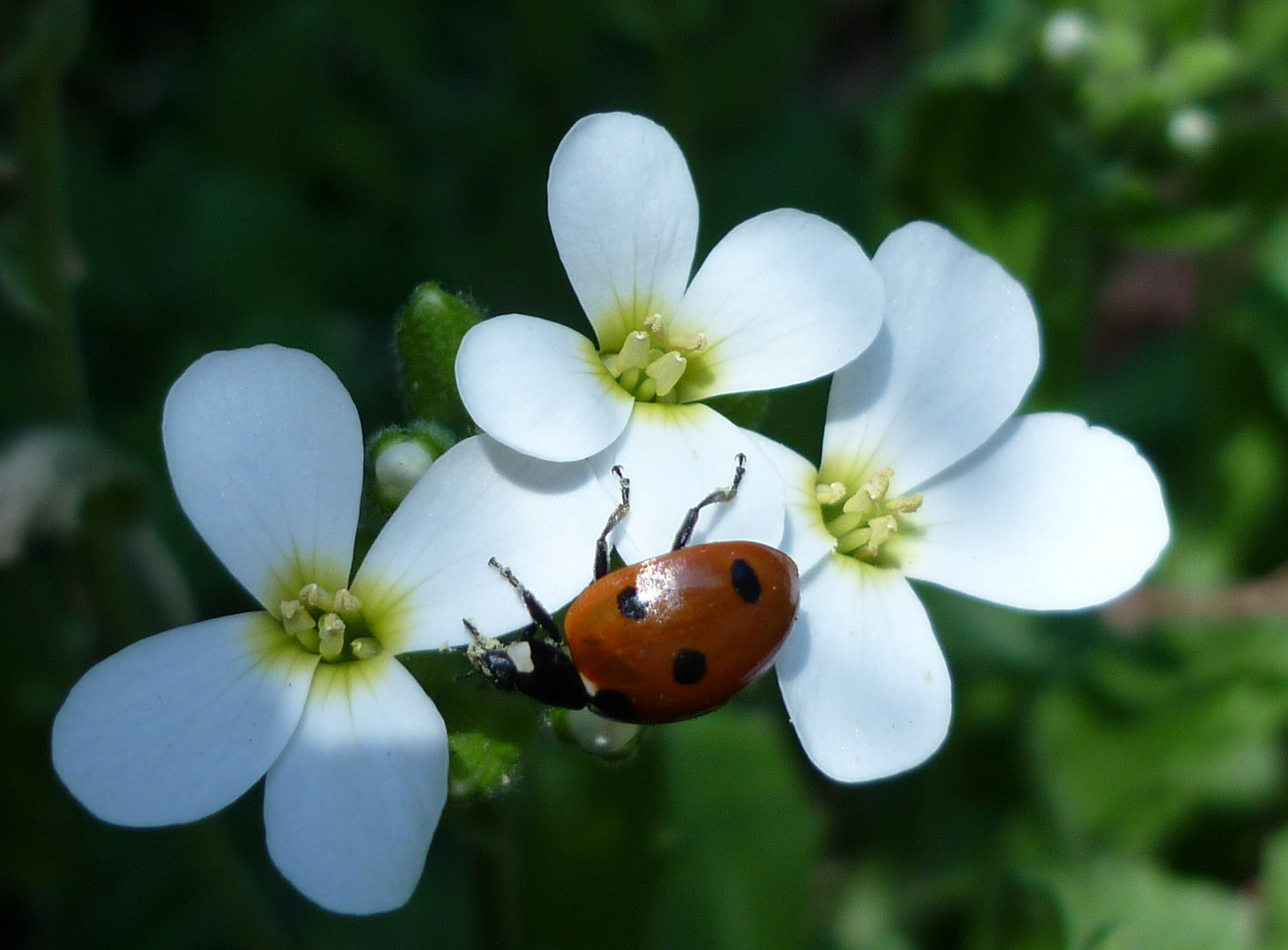 Frühling